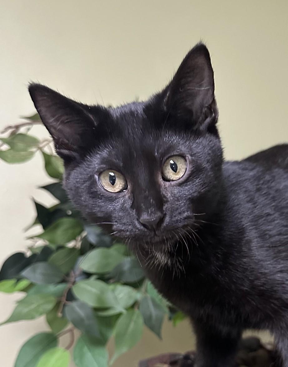 Destiny, Adoptable, Young Female Domestic Short Hair.
