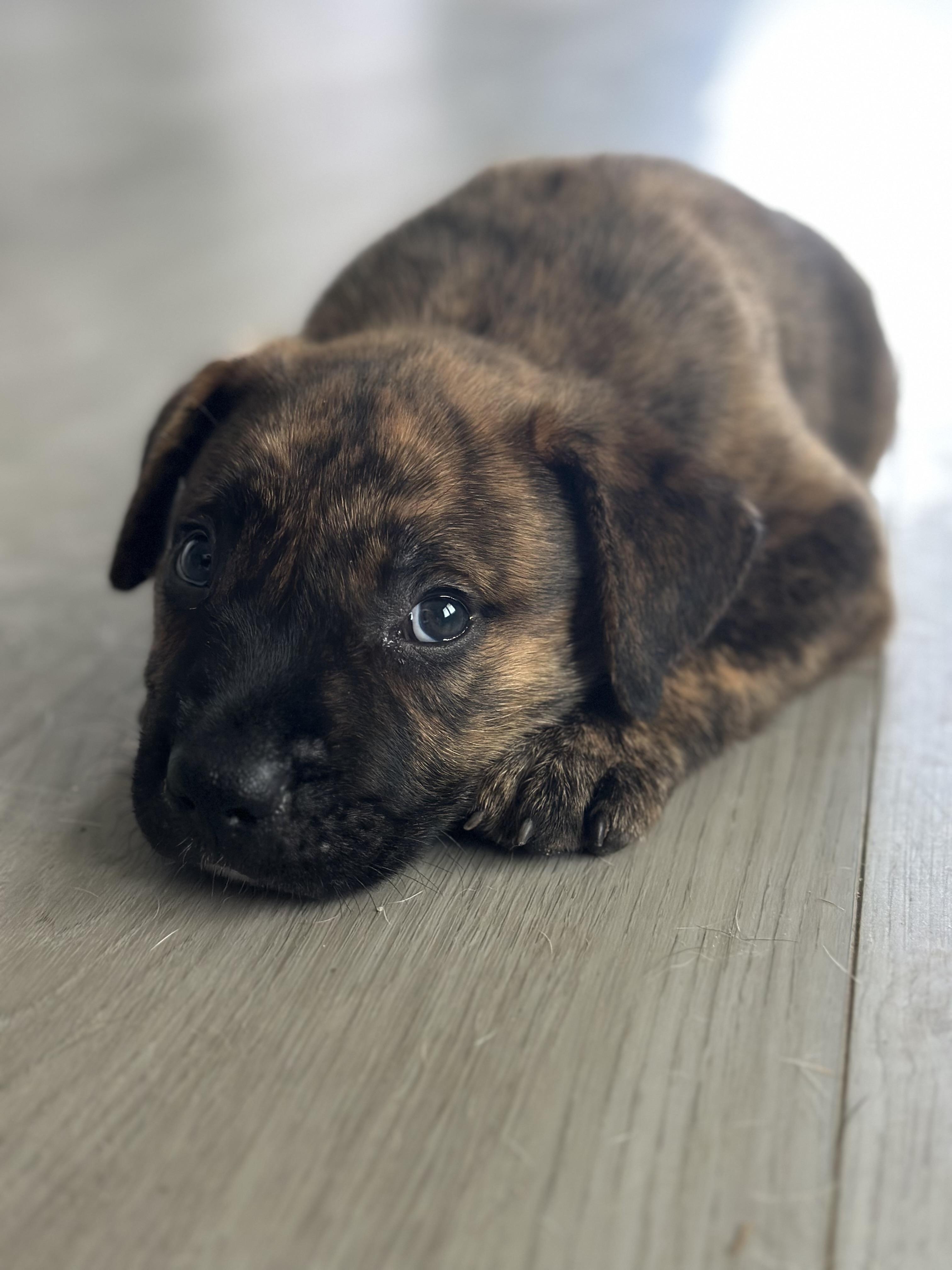 Cruz, an adoptable Pit Bull Terrier, Mastiff in Vineyard, UT, 84058 | Photo Image 4