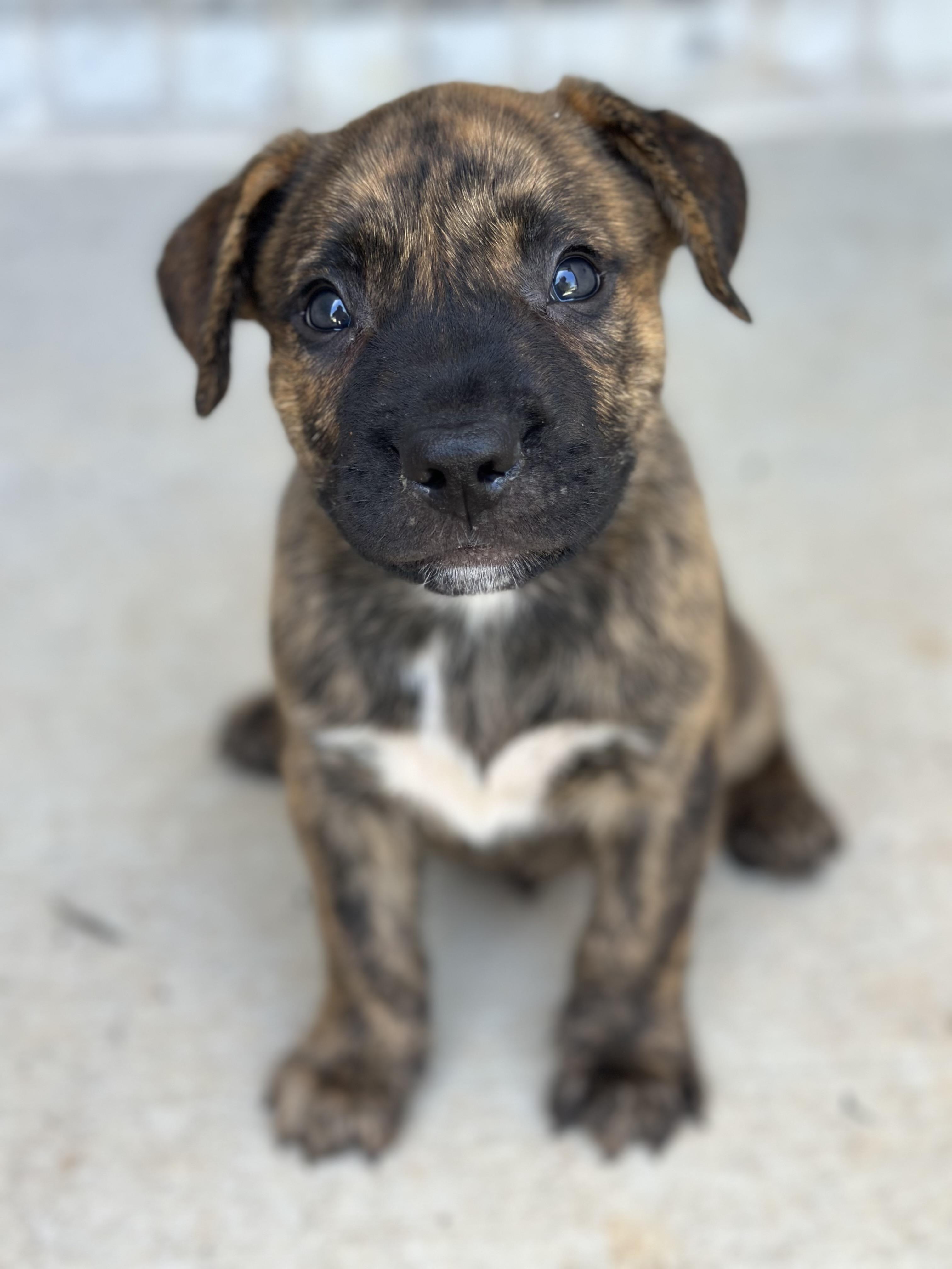 Cruz, an adoptable Pit Bull Terrier, Mastiff in Vineyard, UT, 84058 | Photo Image 3