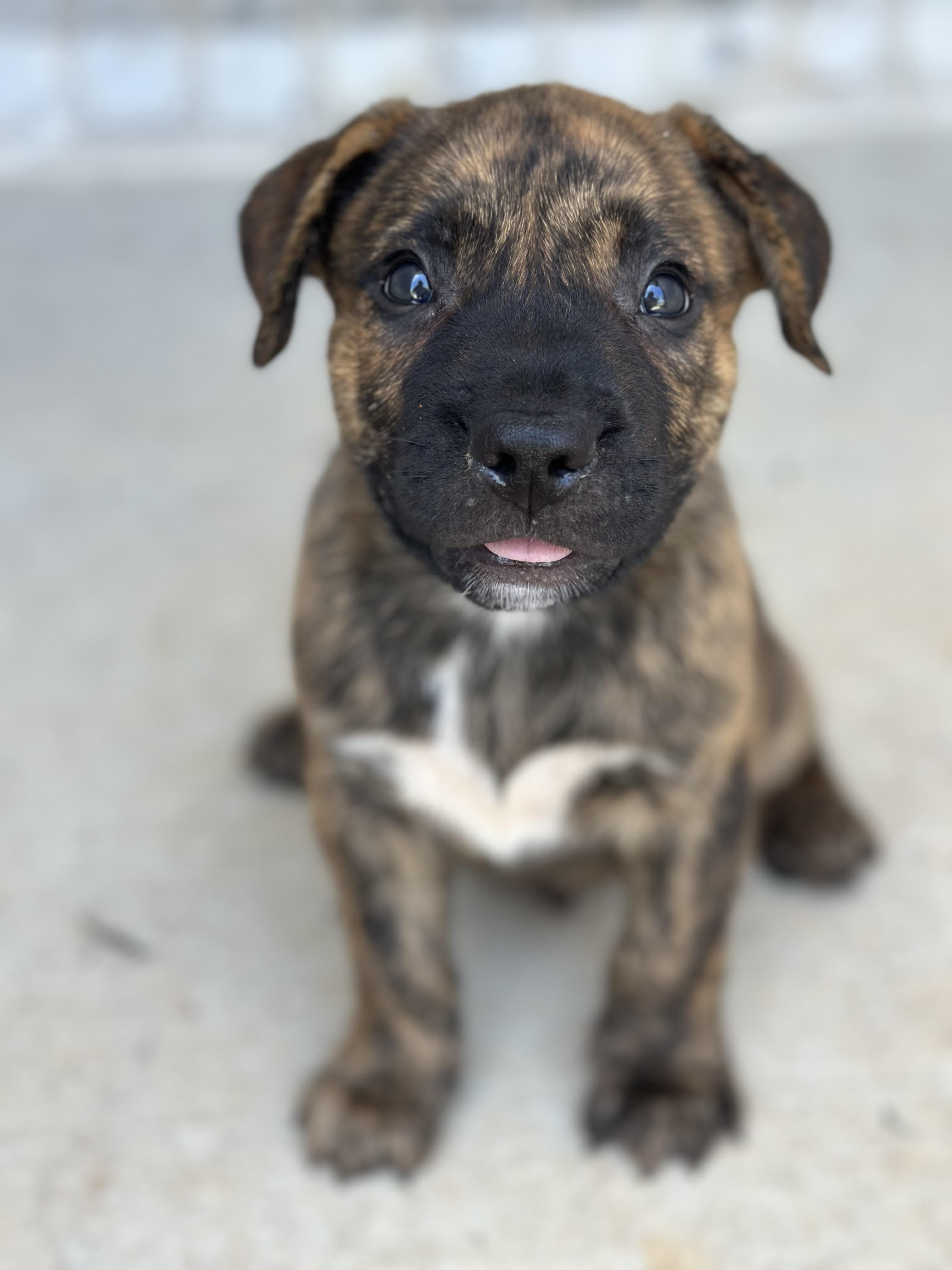 Cruz, an adoptable Pit Bull Terrier, Mastiff in Vineyard, UT, 84058 | Photo Image 1