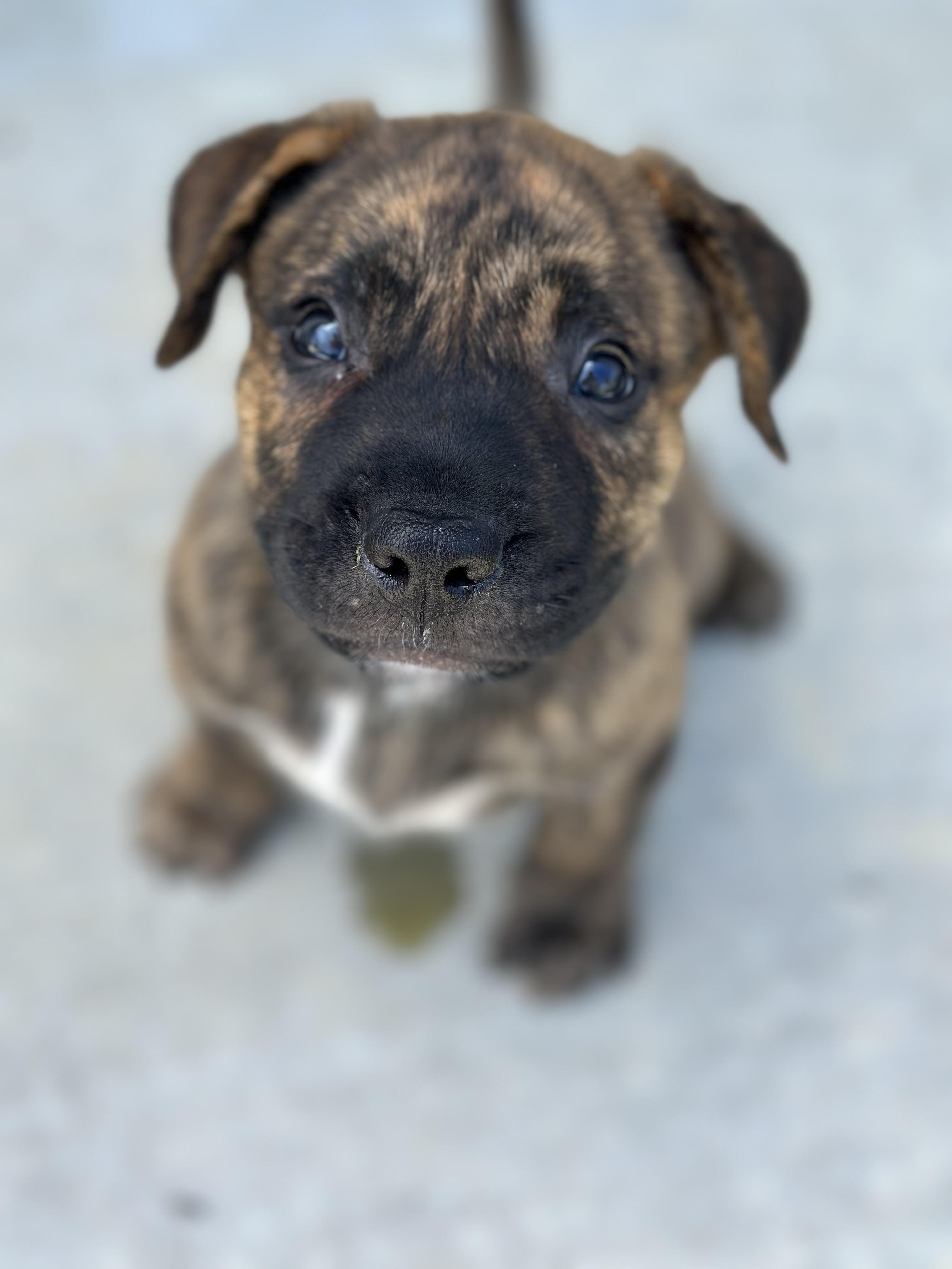 Cruz, an adoptable Pit Bull Terrier, Mastiff in Vineyard, UT, 84058 | Photo Image 6
