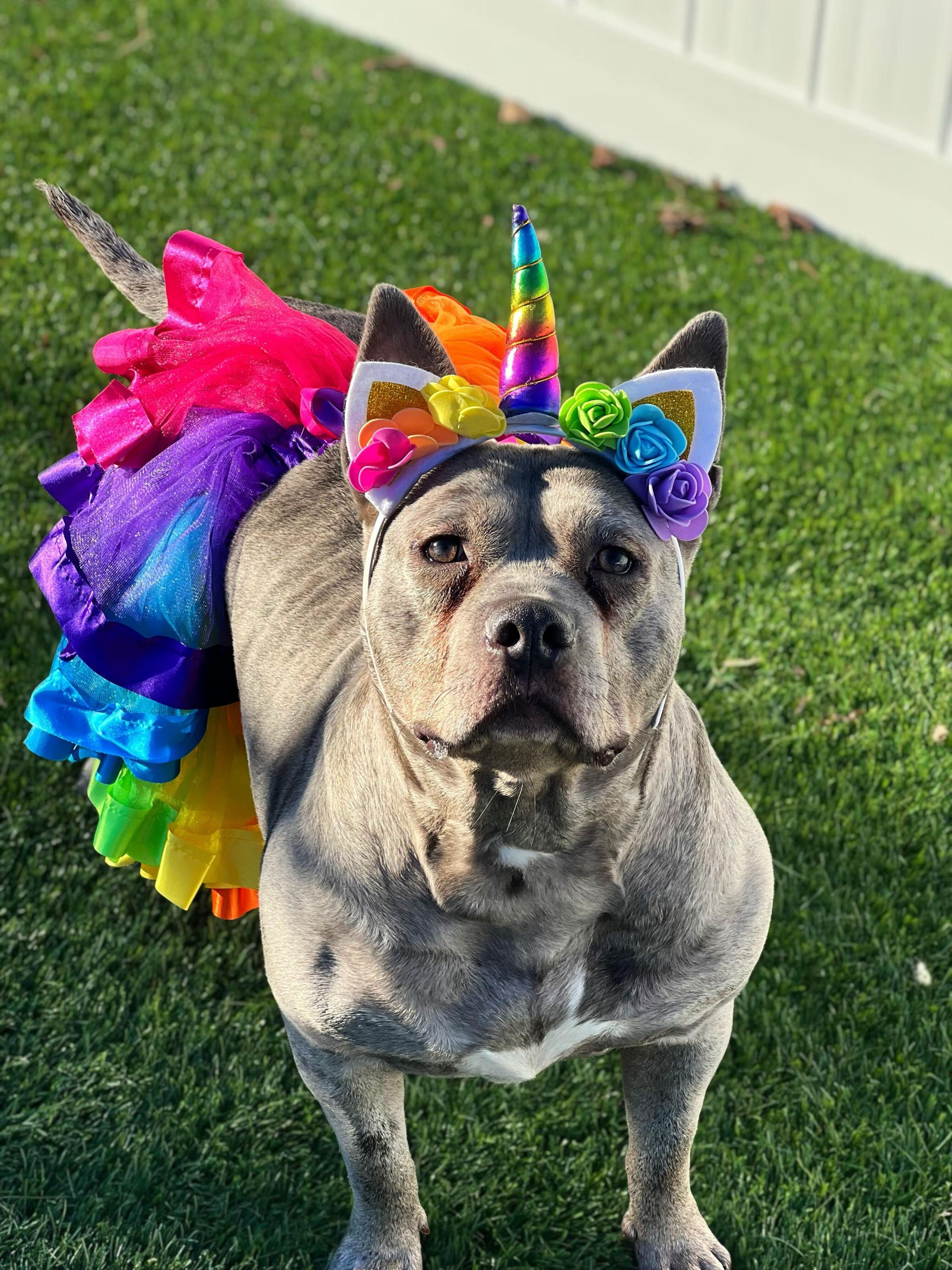 Enlarge Wanda, a Adoptable mixed breed in O'Fallon, MO image 1/1