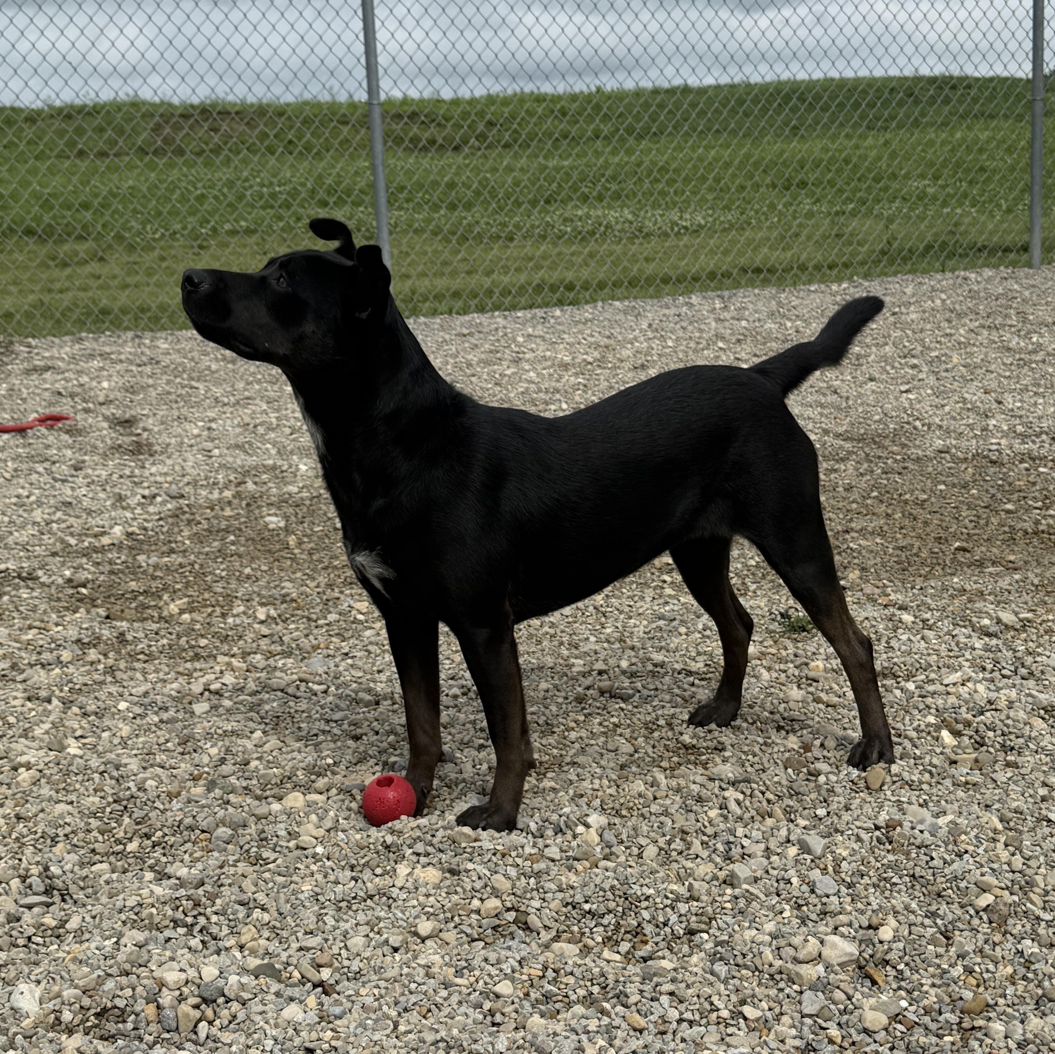 Enlarge Velvet, a Adoptable mixed breed in Wilmington, OH image 3/6