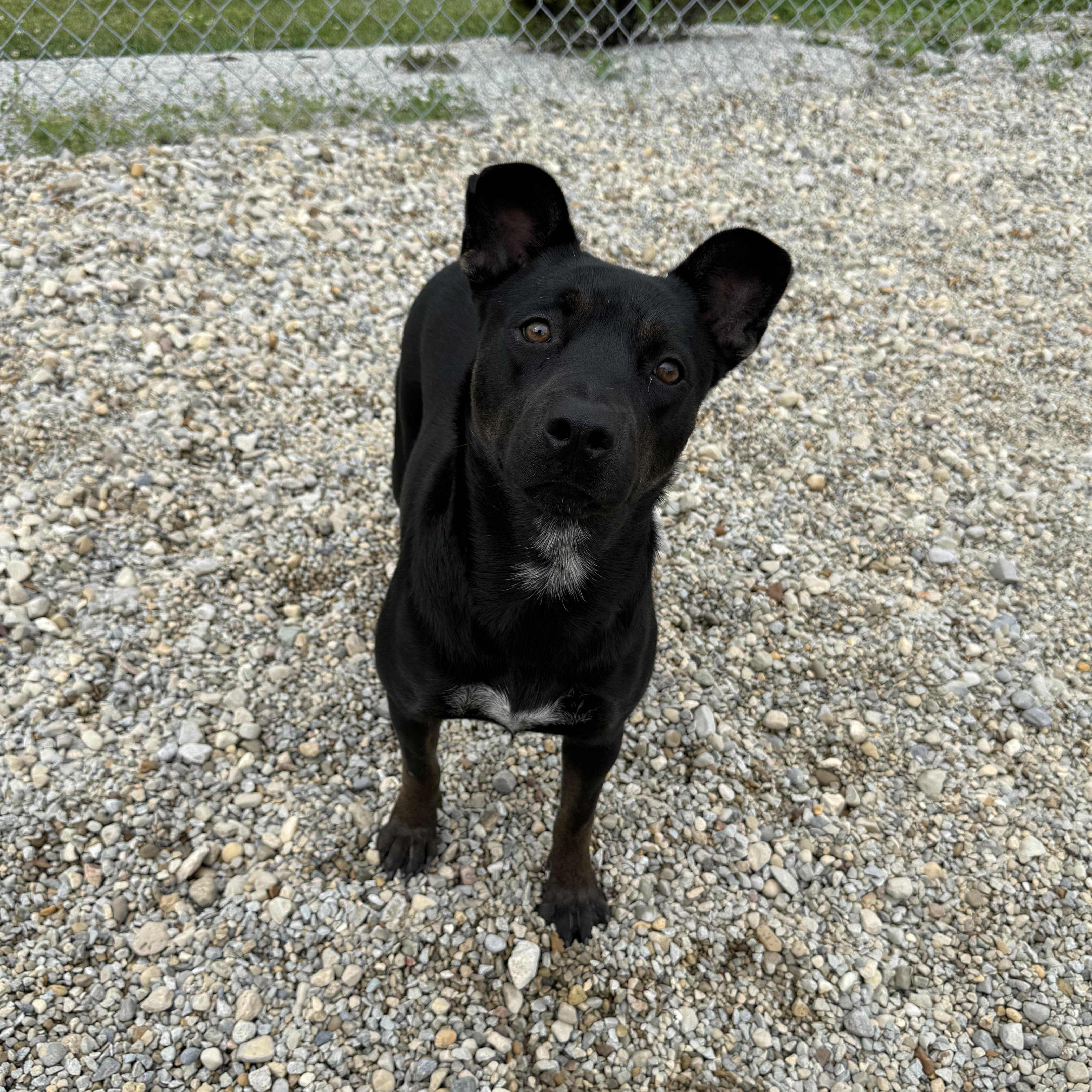 Enlarge Velvet, a Adoptable mixed breed in Wilmington, OH image 2/6