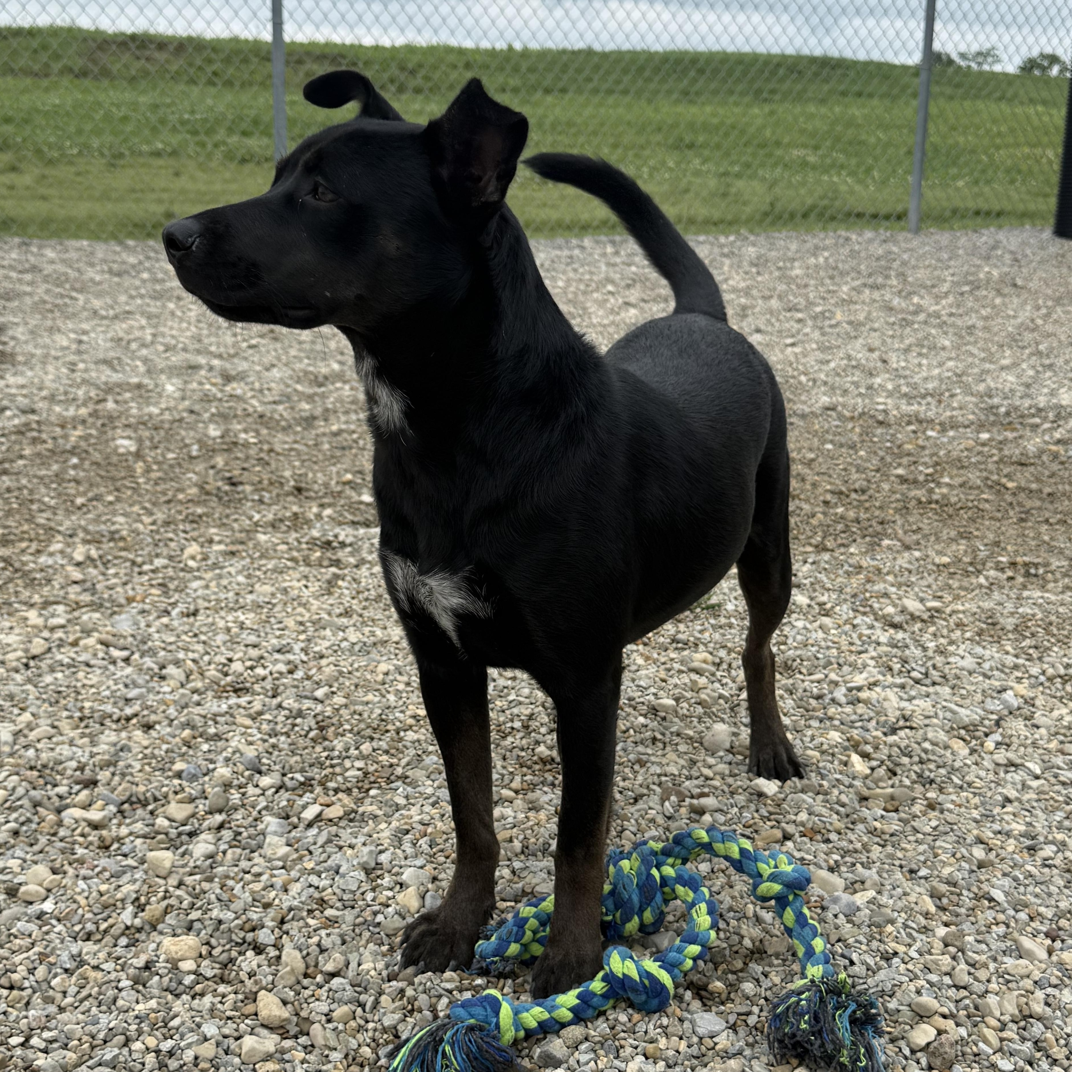 Enlarge Velvet, a Adoptable mixed breed in Wilmington, OH image 4/6