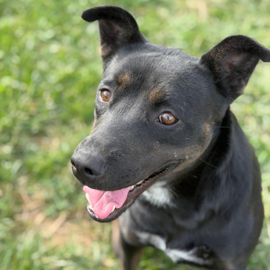 Velvet, Adoptable, Young Female Patterdale Terrier / Fell Terrier.