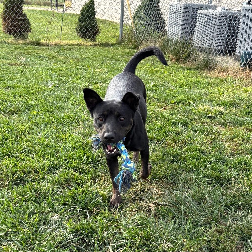 Enlarge Velvet, a Adoptable mixed breed in Wilmington, OH image 6/6