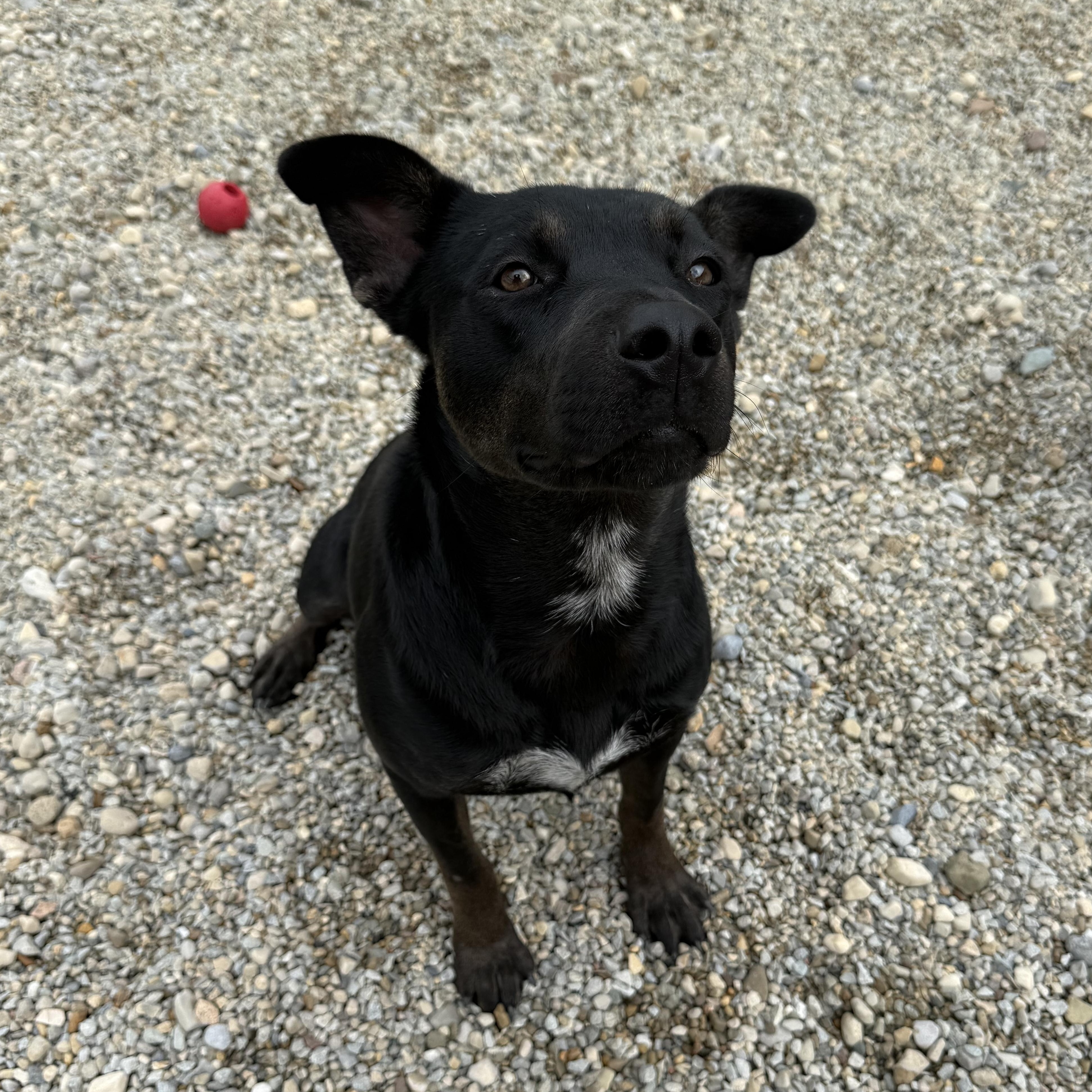 Enlarge Velvet, a Adoptable mixed breed in Wilmington, OH image 5/6