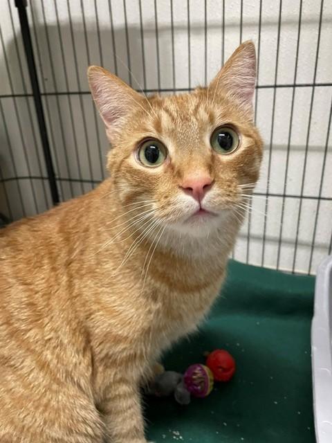 Enlarge Tot, a ADOPTABLE Domestic Short Hair in Hayward, WI image 1/1