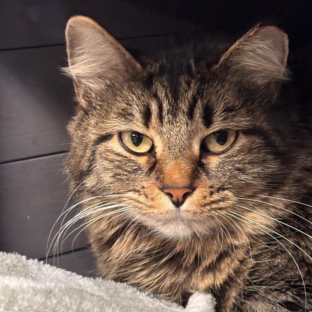 Enlarge Blair, a Adoptable Domestic Long Hair in Midland, TX image 1/1