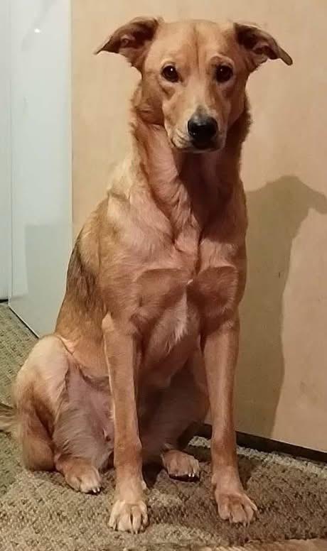 Enlarge Zuzu, a ADOPTABLE mixed breed in Colville , WA image 2/5