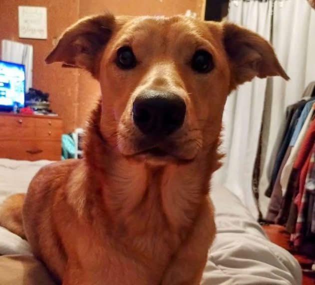 Enlarge Zuzu, a ADOPTABLE mixed breed in Colville , WA image 3/5