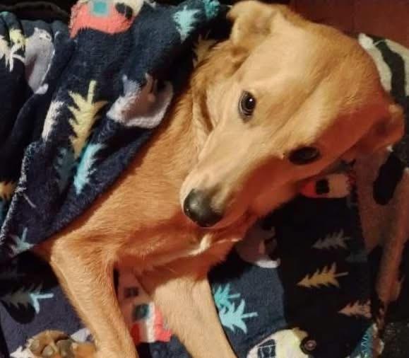 Enlarge Zuzu, a ADOPTABLE mixed breed in Colville , WA image 5/5