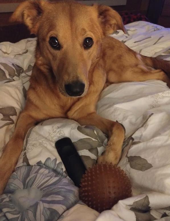 Zuzu, ADOPTABLE, Adult Female Shepherd & Labrador Retriever.