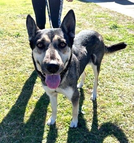 Leonora, a Adoptable German Shepherd Dog in Round Rock, TX image 1/5