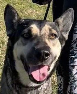 Leonora, a Adoptable German Shepherd Dog in Round Rock, TX image 2/5