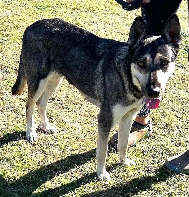 Leonora, a Adoptable German Shepherd Dog in Round Rock, TX image 3/5