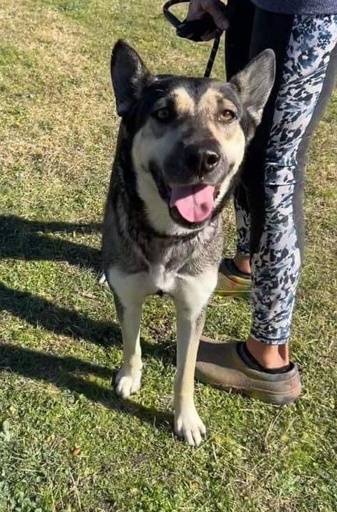 Leonora, a Adoptable German Shepherd Dog in Round Rock, TX image 4/5