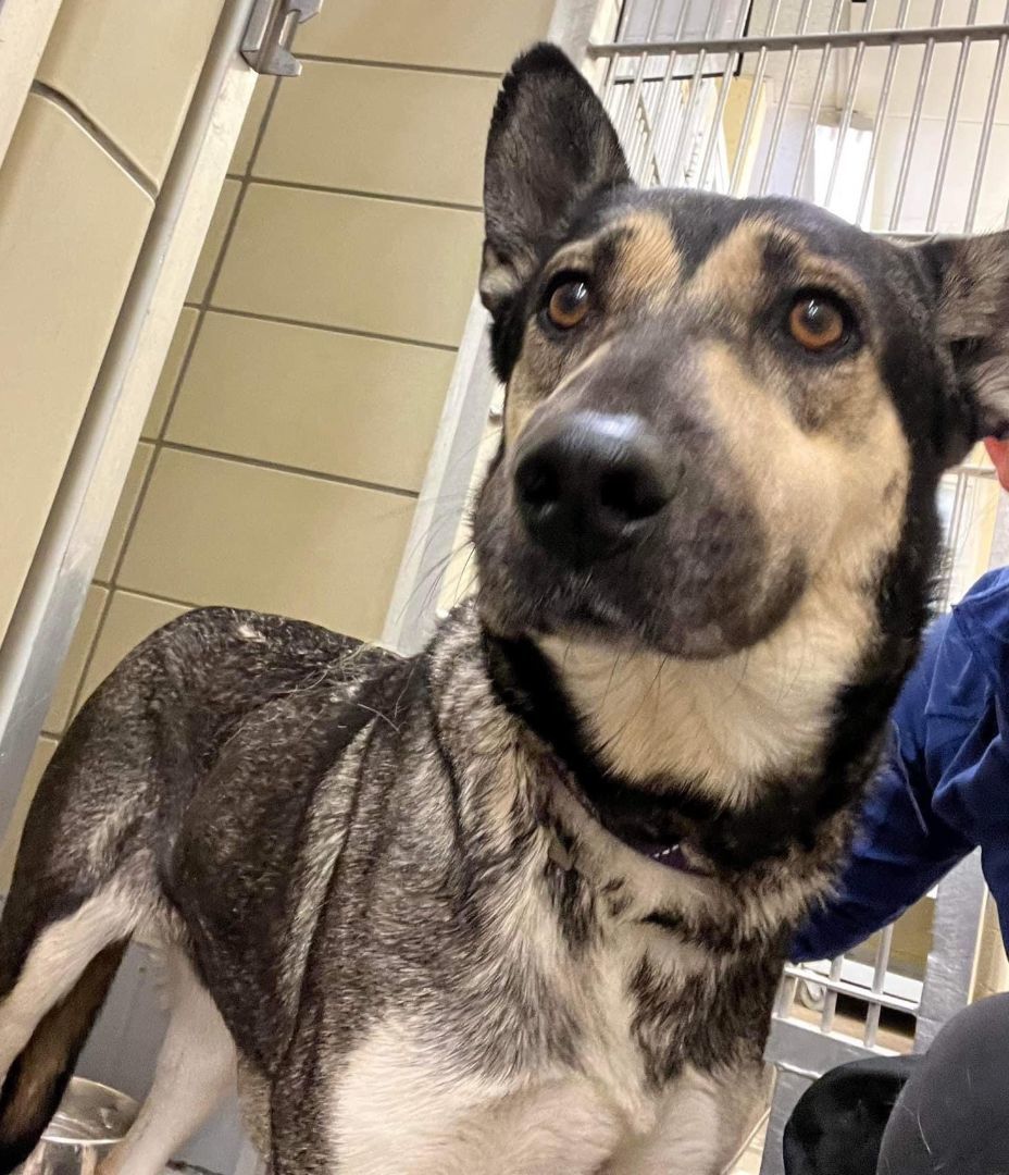 Leonora, a Adoptable German Shepherd Dog in Round Rock, TX image 5/5