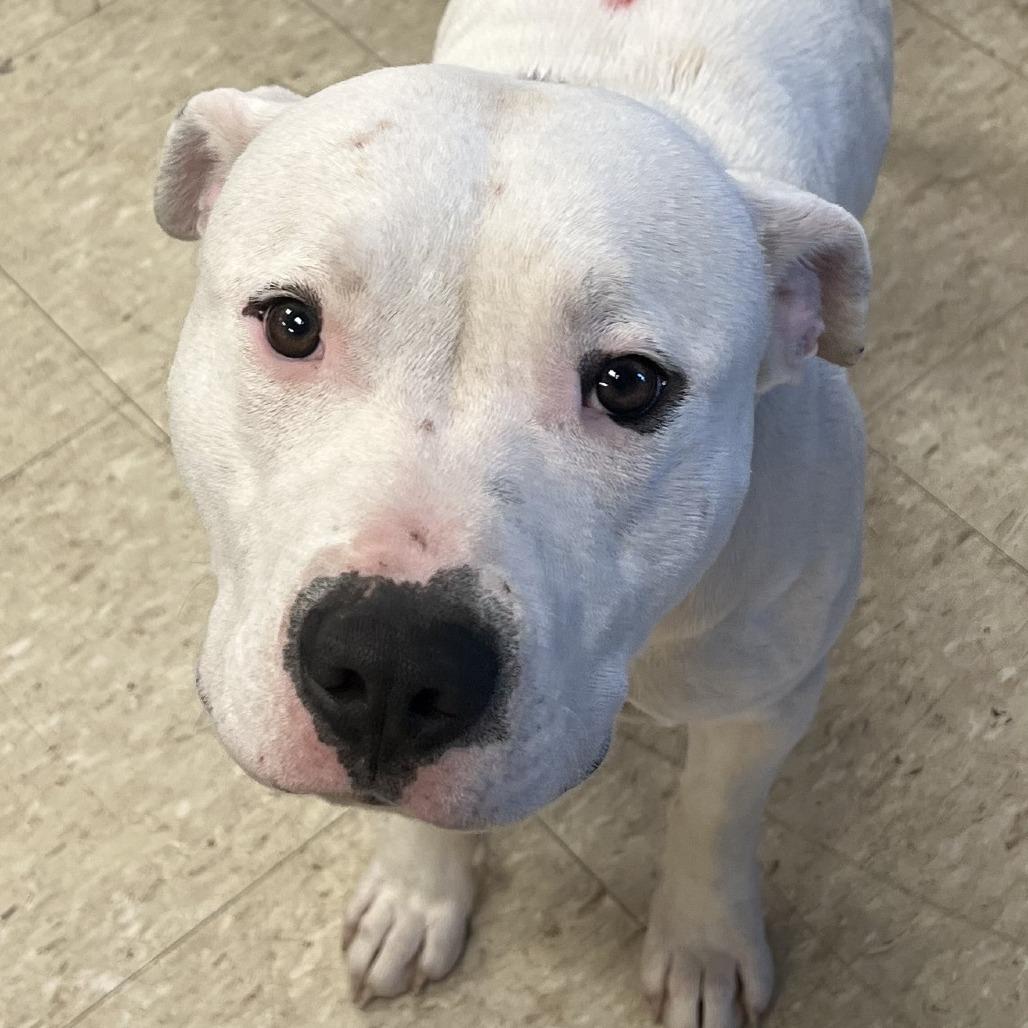 Popcorn, Adoptable, Adult Female American Bulldog & Pit Bull Terrier.