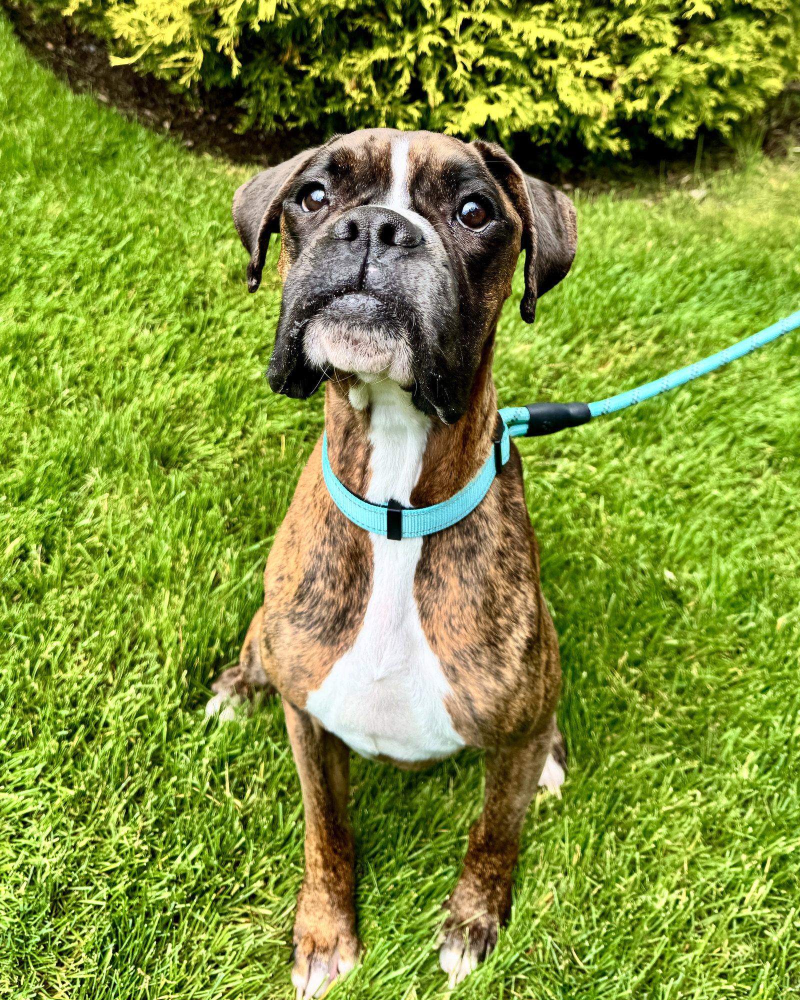 Enlarge Reggie, a Adoptable Boxer in Monticello, NY image 1/3