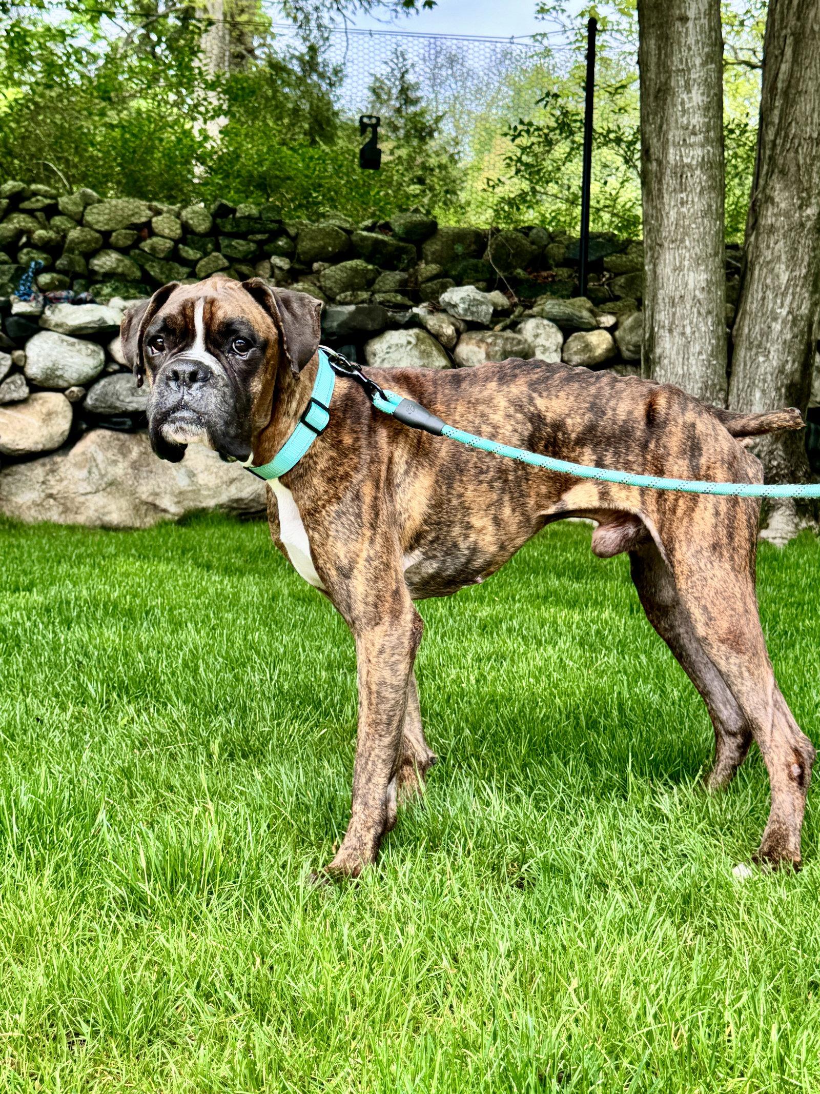 Enlarge Reggie, a Adoptable Boxer in Monticello, NY image 2/3
