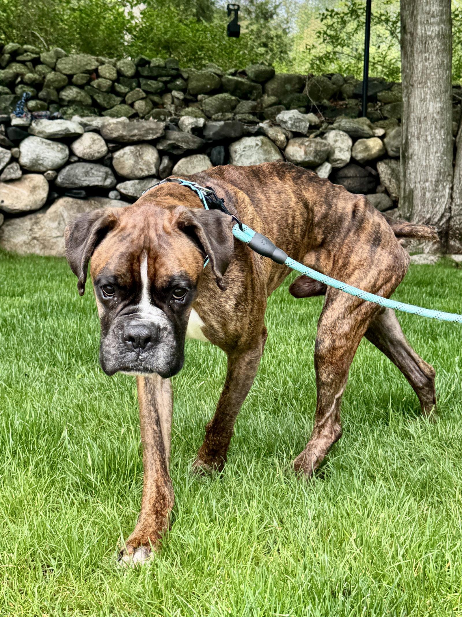 Enlarge Reggie, a Adoptable Boxer in Monticello, NY image 3/3