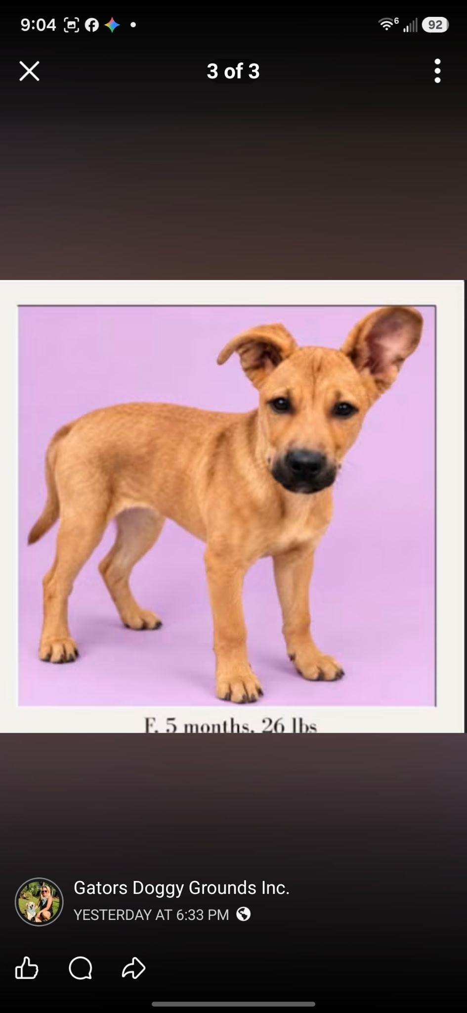 Enlarge Sofia, a Adopted Labrador Retriever in Hortense, GA image 2/2