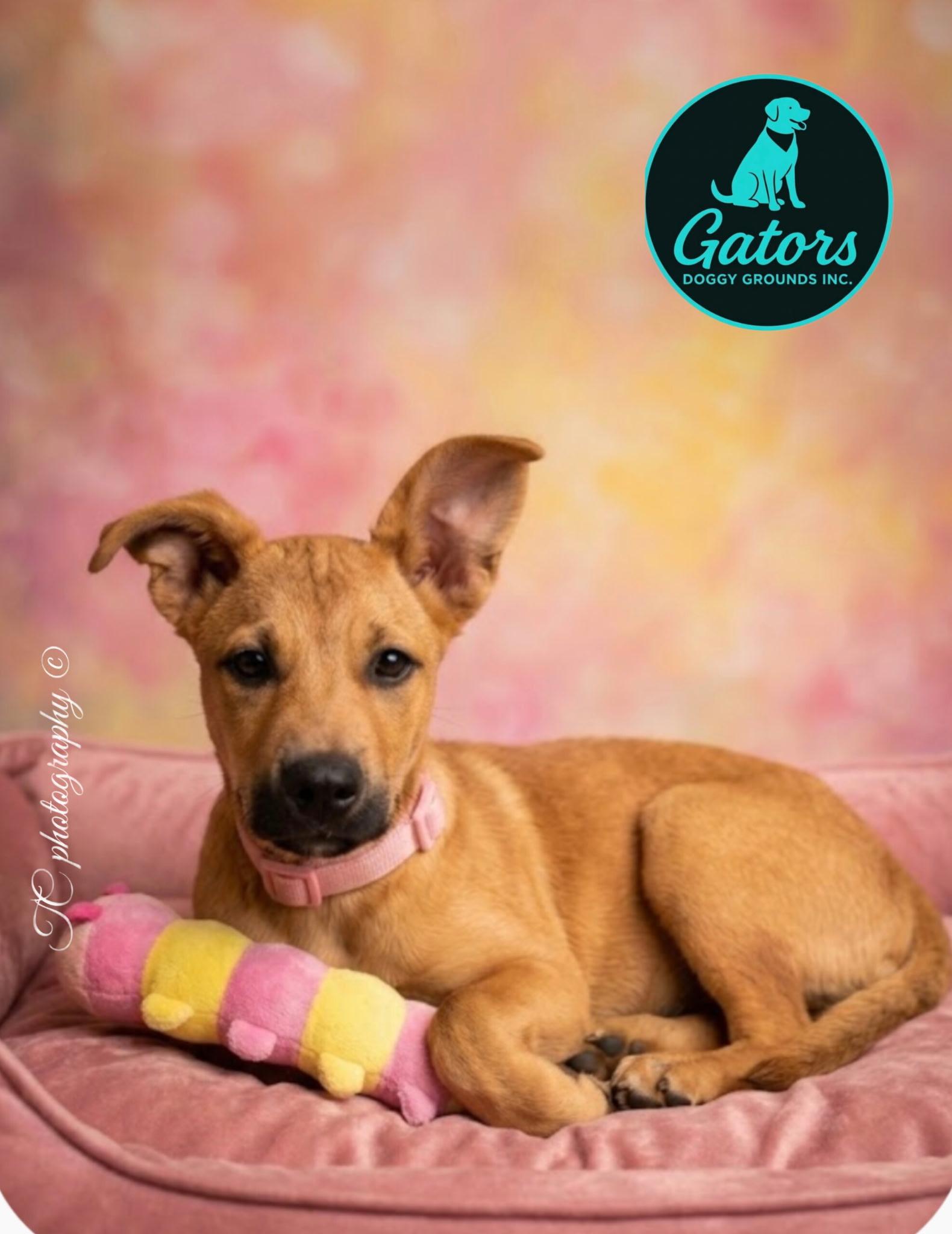 Enlarge Sofia, a Adopted Labrador Retriever in Hortense, GA image 1/2