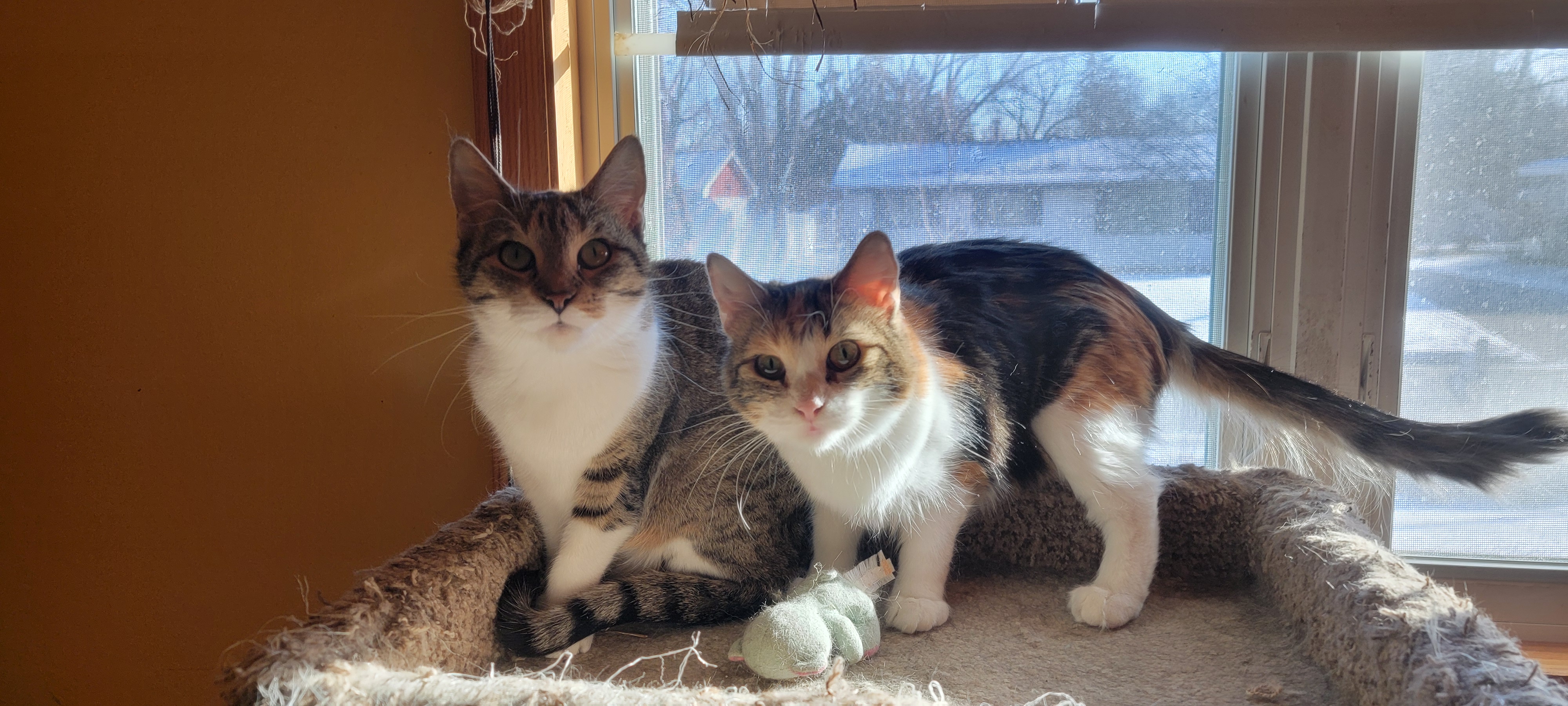 Enlarge Cookie, a Adoptable Domestic Short Hair in Anoka, MN image 4/4