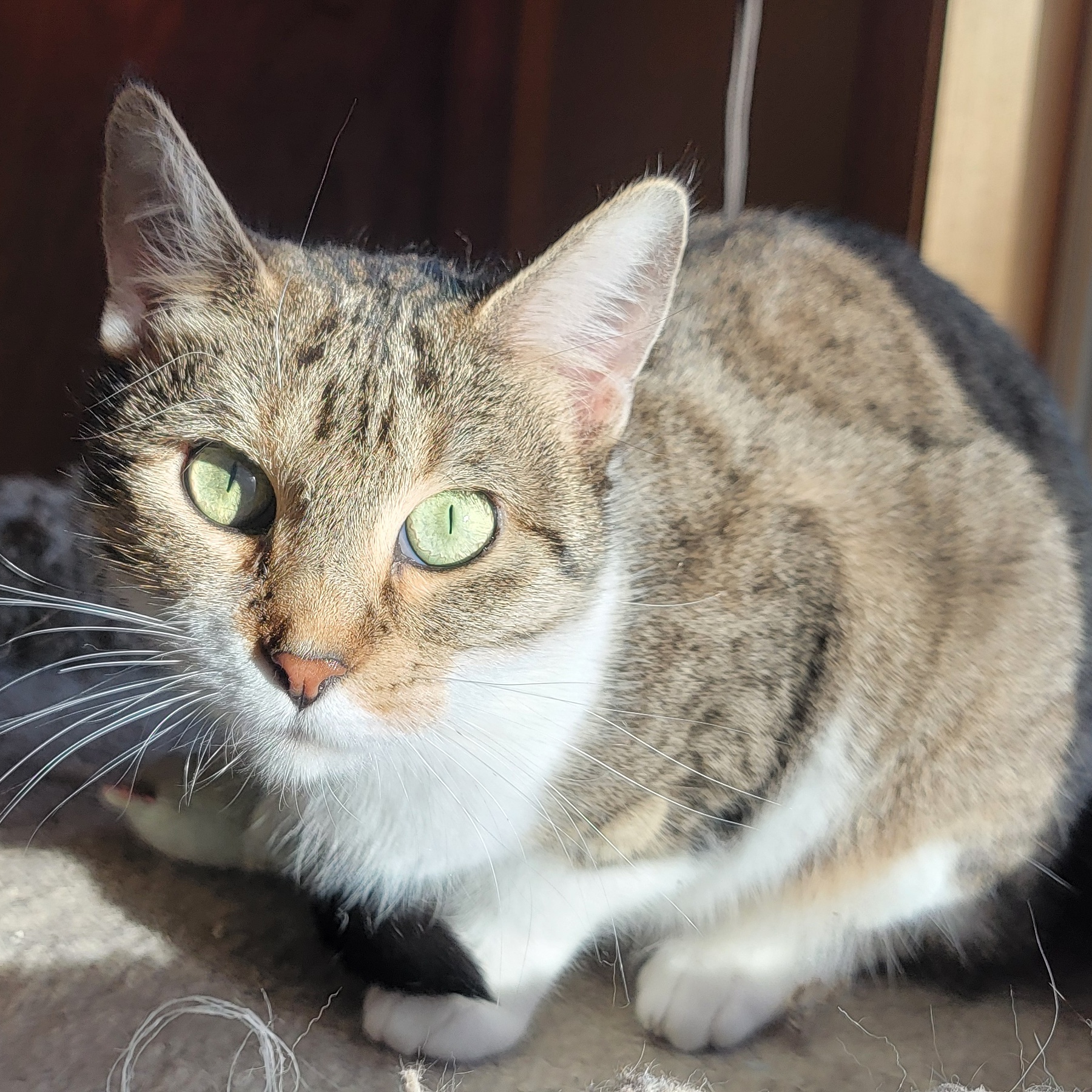 Enlarge Cookie, a Adoptable Domestic Short Hair in Anoka, MN image 2/4