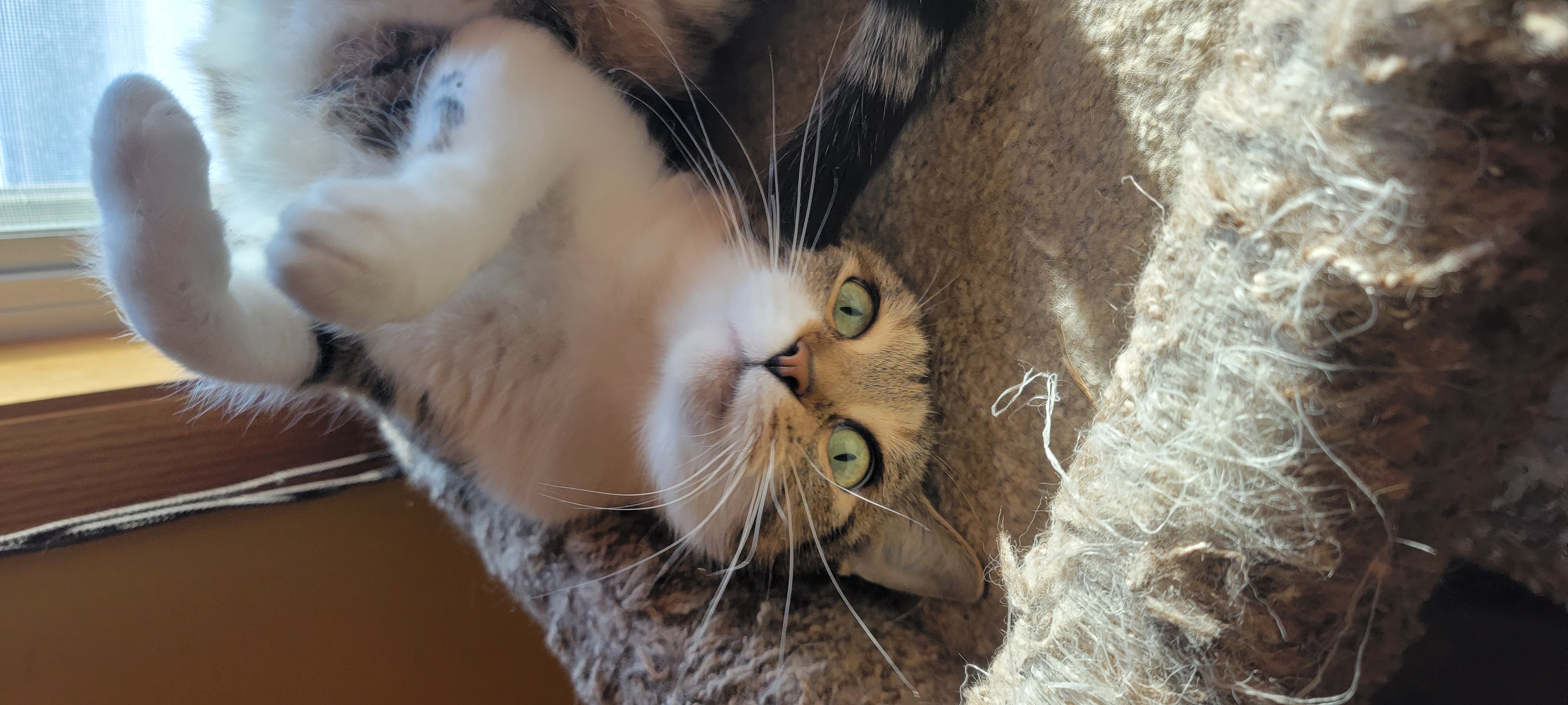 Enlarge Cookie, a Adoptable Domestic Short Hair in Anoka, MN image 3/4