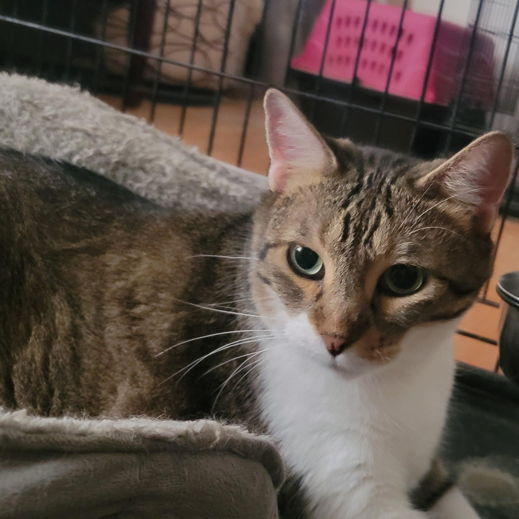 Enlarge Cookie, a Adoptable Domestic Short Hair in Anoka, MN image 1/4