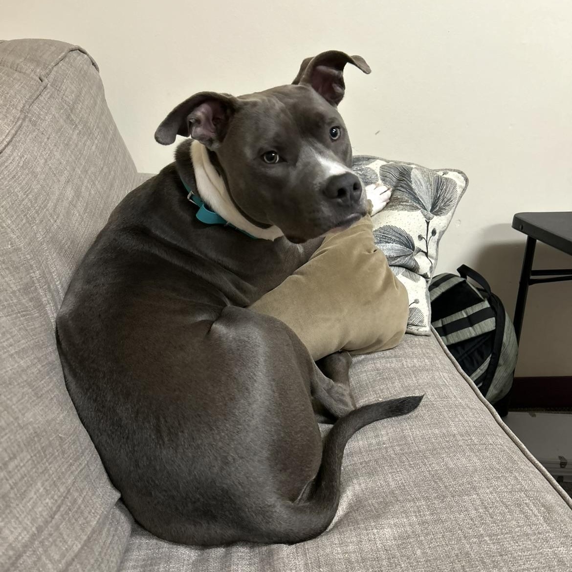 Enlarge Khan, a ADOPTABLE Pit Bull Terrier in High Point, NC image 4/6