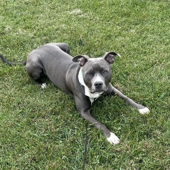 Enlarge Khan, a ADOPTABLE Pit Bull Terrier in High Point, NC image 2/6