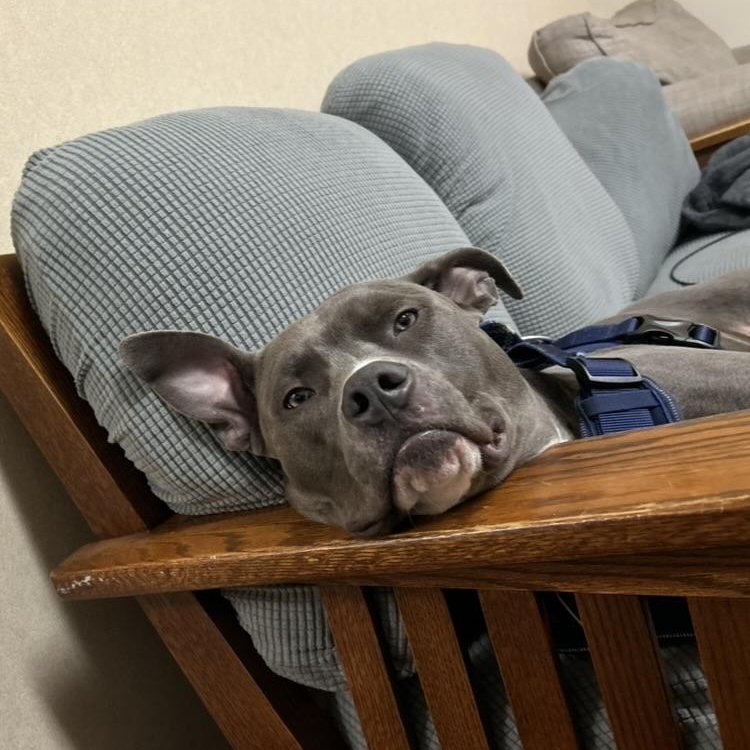 Enlarge Khan, a ADOPTABLE Pit Bull Terrier in High Point, NC image 3/6