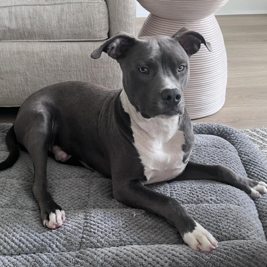 Enlarge Khan, a ADOPTABLE Pit Bull Terrier in High Point, NC image 1/6