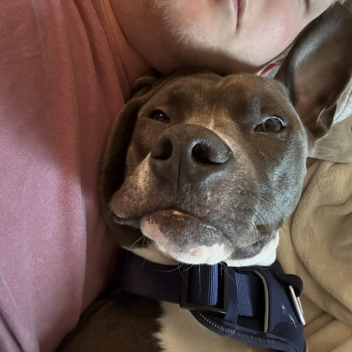 Enlarge Khan, a ADOPTABLE Pit Bull Terrier in High Point, NC image 6/6