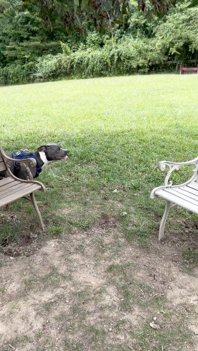 Enlarge Khan, a ADOPTABLE Pit Bull Terrier in High Point, NC video 5/6