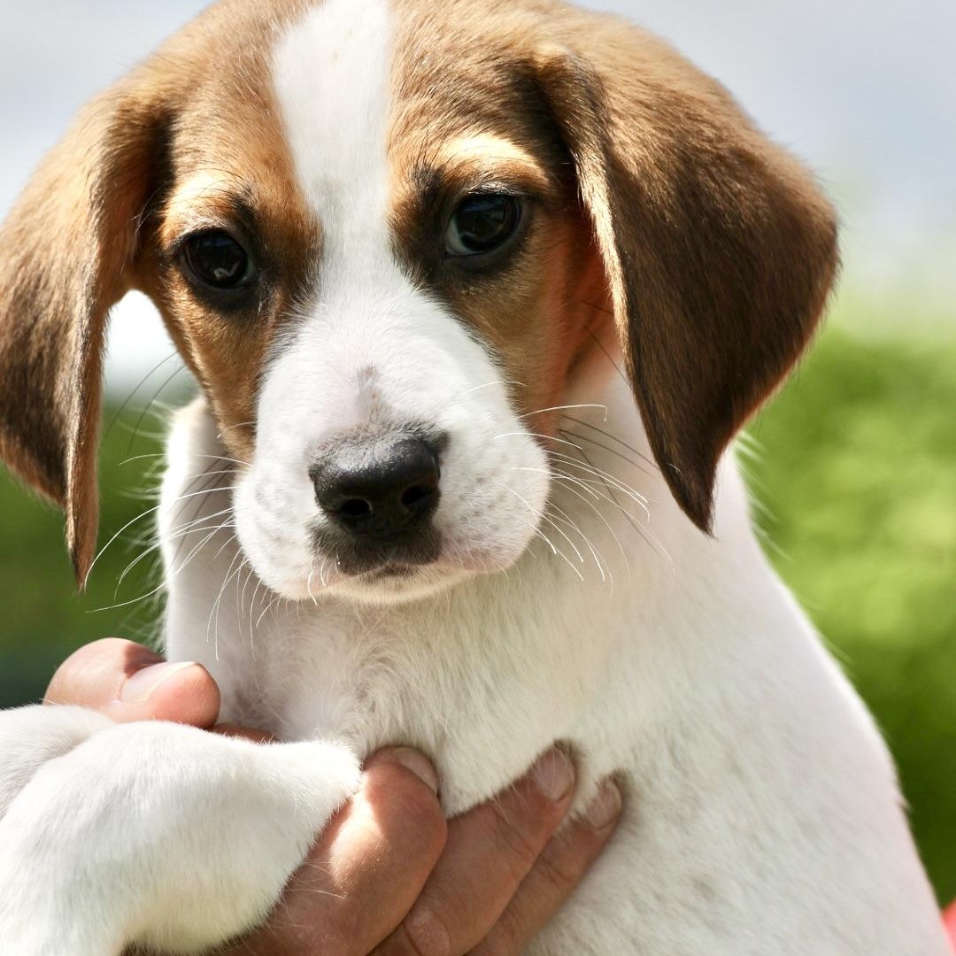 Enlarge Uno-Available! www.LHAR.dog to Apply!, an adoptable mixed breed in Frederick, MD image 5/5