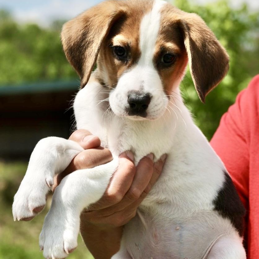 Enlarge Uno-Available! www.LHAR.dog to Apply!, an adoptable mixed breed in Frederick, MD image 3/5