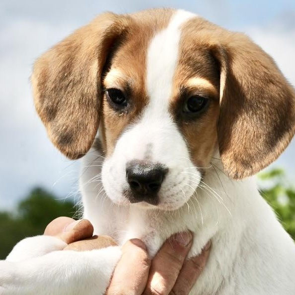 Enlarge Uno-Available! www.LHAR.dog to Apply!, an adoptable mixed breed in Frederick, MD image 1/5