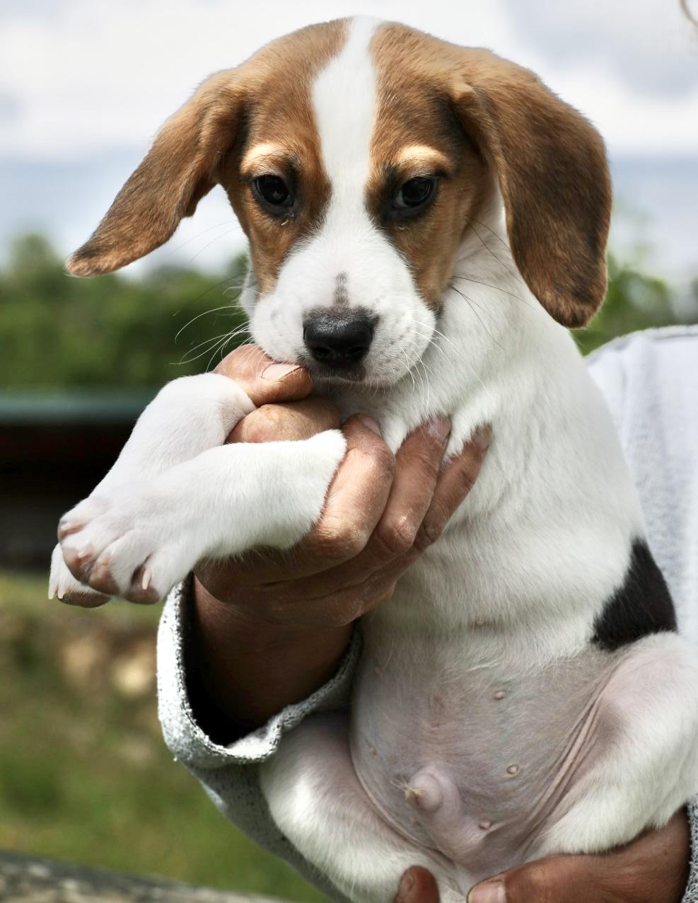 Enlarge Uno-Available! www.LHAR.dog to Apply!, an adoptable mixed breed in Frederick, MD image 2/5
