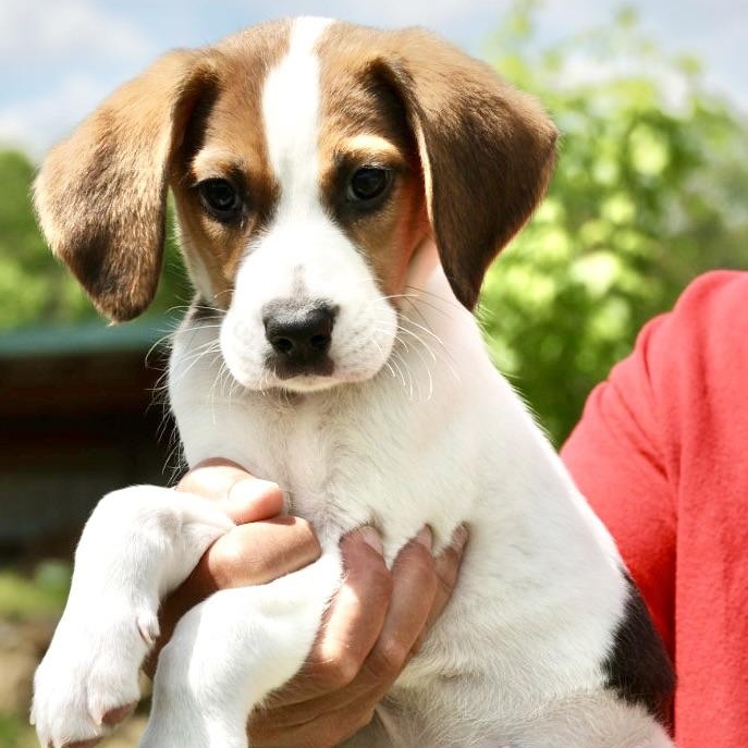 Enlarge Uno-Available! www.LHAR.dog to Apply!, an adoptable mixed breed in Frederick, MD image 4/5