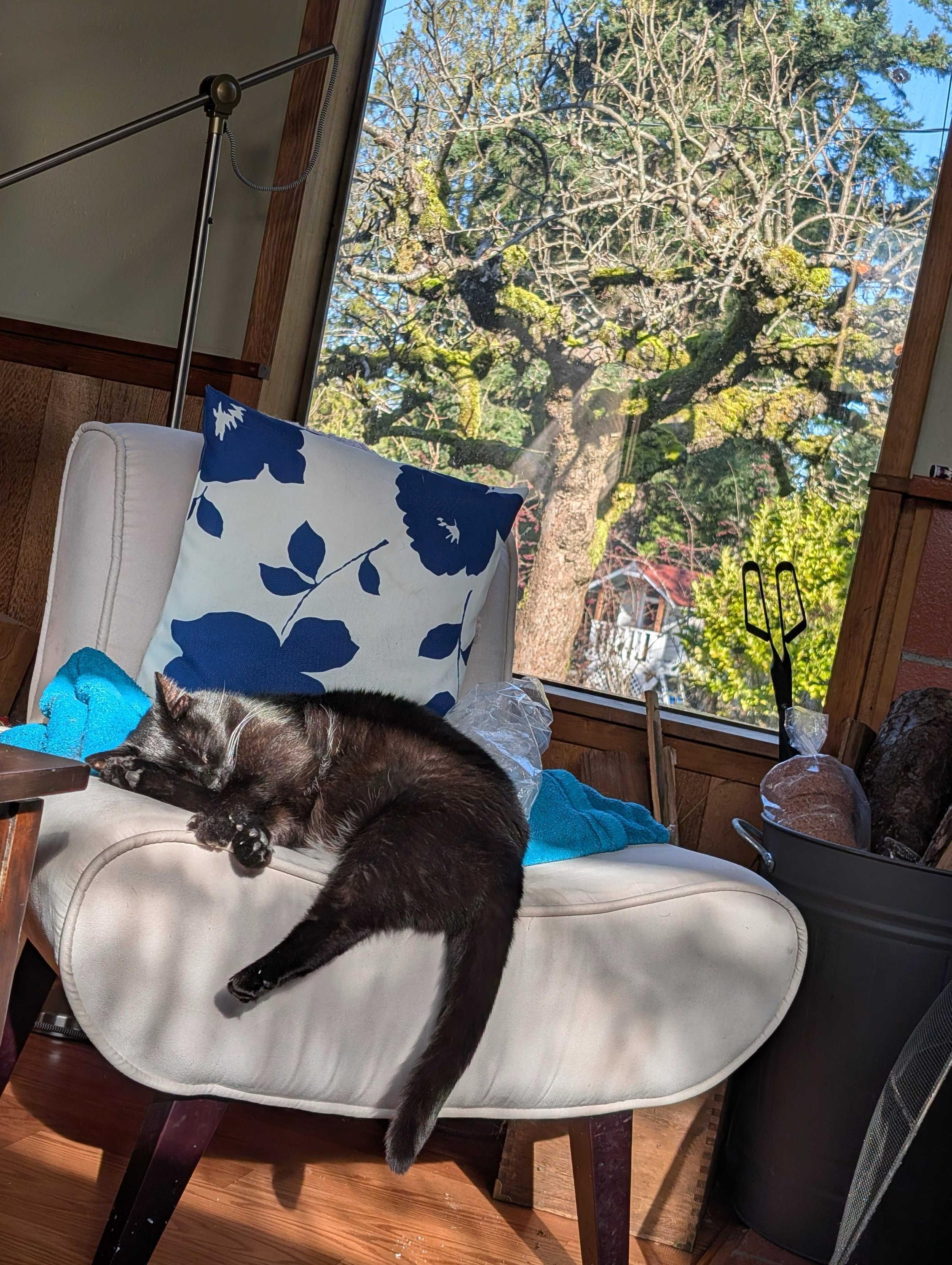 Rhett, a ADOPTABLE Domestic Short Hair in Seattle, WA image 4/6