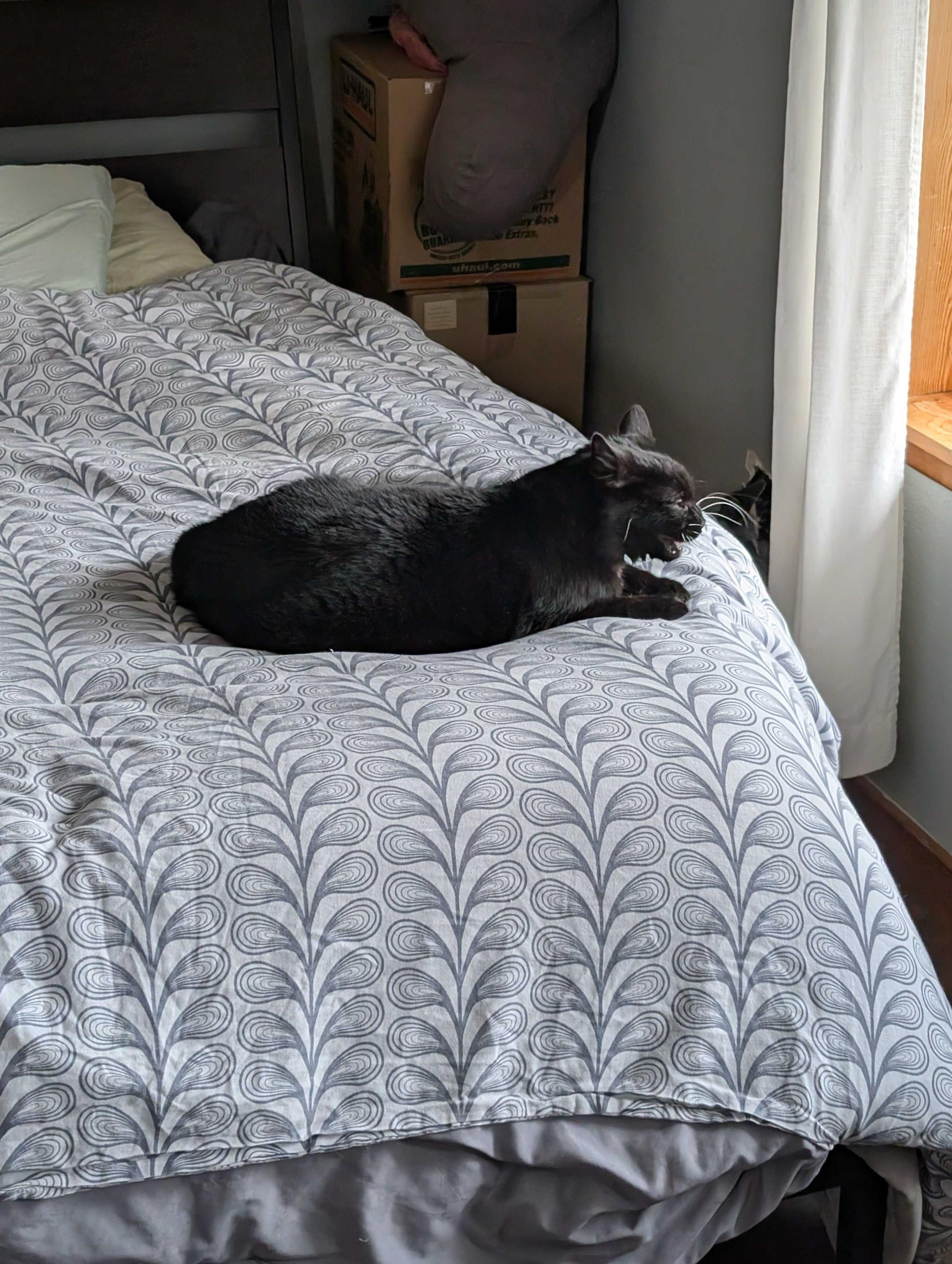 Rhett, a ADOPTABLE Domestic Short Hair in Seattle, WA image 5/6