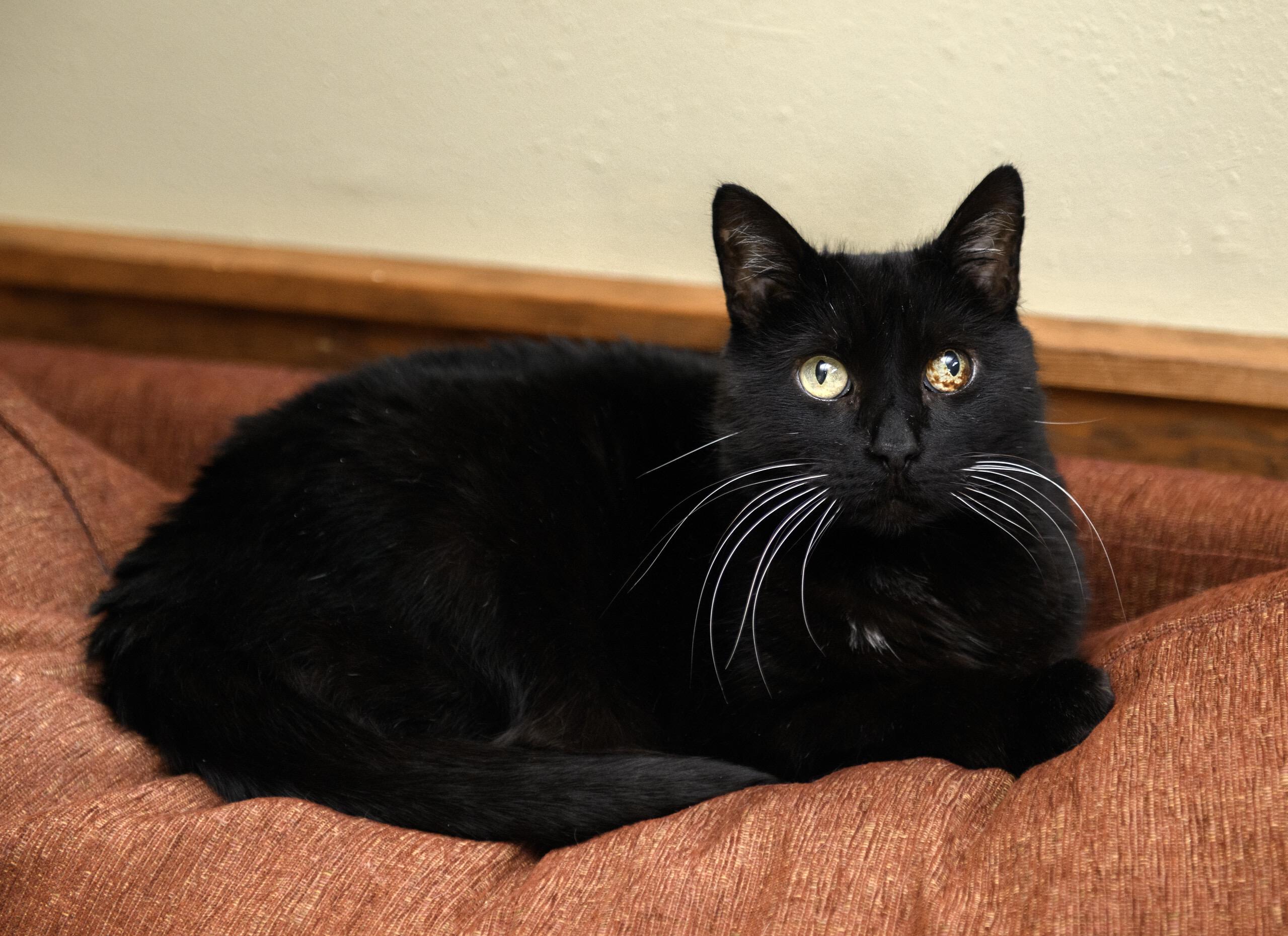 Rhett, ADOPTABLE, Senior Male Domestic Short Hair.