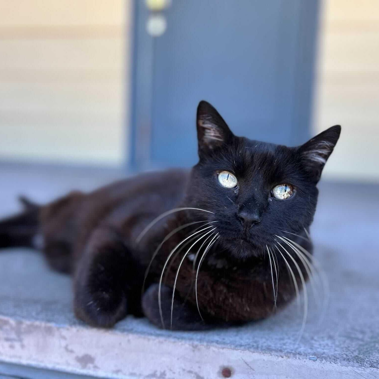 Rhett, ADOPTABLE, Senior Male Domestic Short Hair.