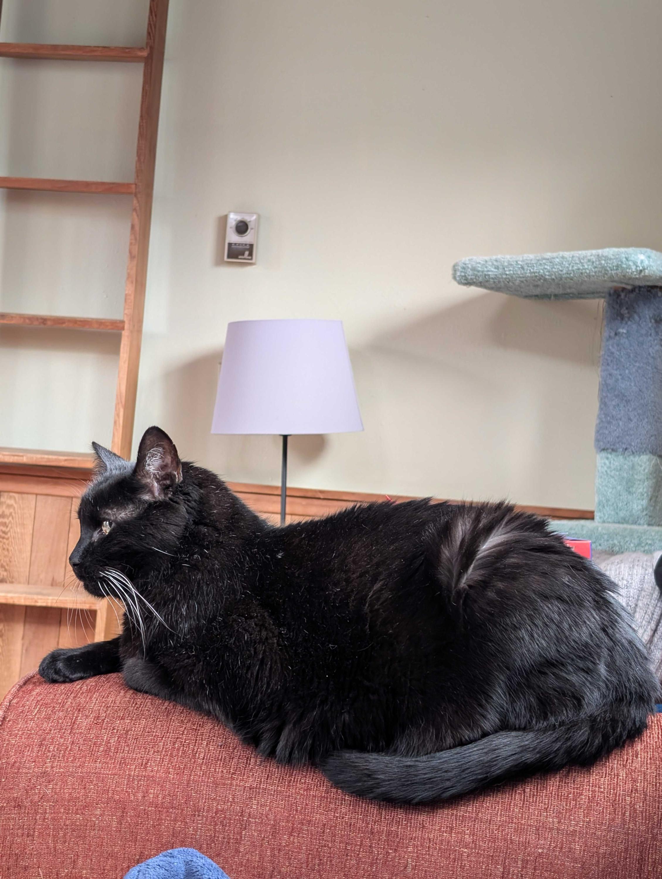 Rhett, a ADOPTABLE Domestic Short Hair in Seattle, WA image 3/6