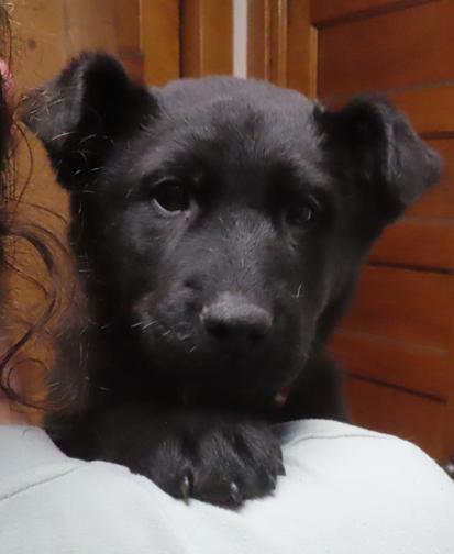 Enlarge Doswell, a ADOPTABLE mixed breed in Saint Paul, MN image 4/5